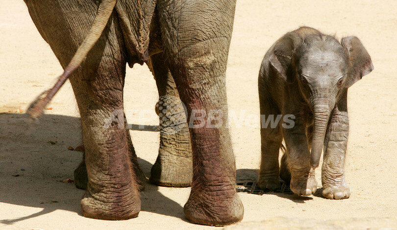 母は強し、動物園のゾウが自力で出産