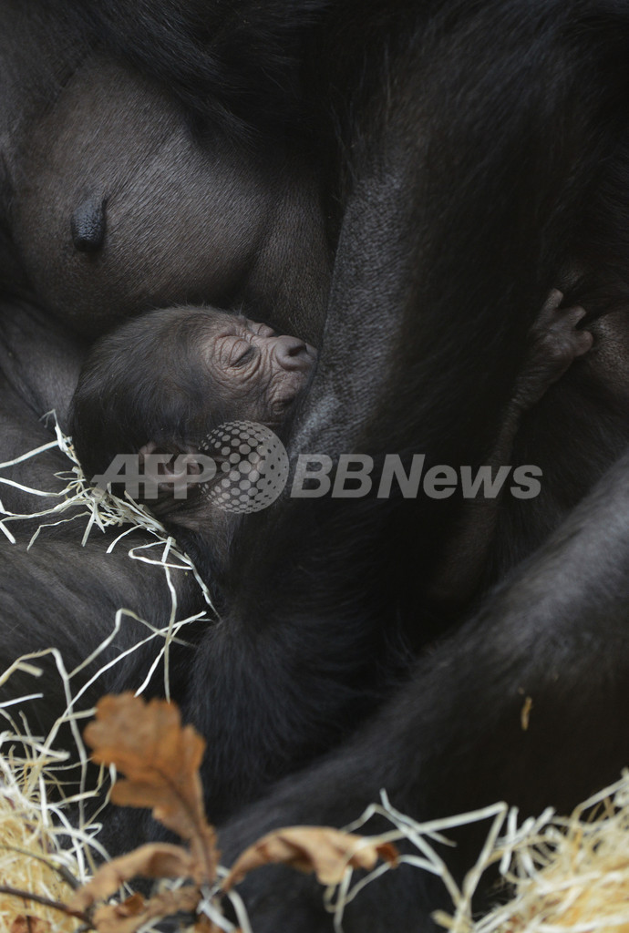 抱き合ってまどろむゴリラの親子、プラハ