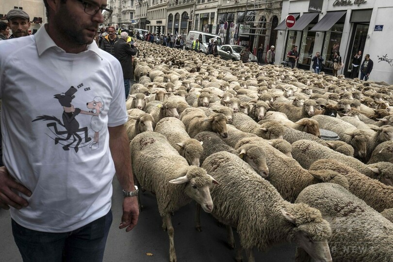 オオカミに殺される動物は年1万匹超、ヒツジ連れて抗議デモ フランス