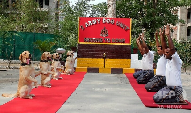 首相も軍人も犬も！「国際ヨガの日」 インド