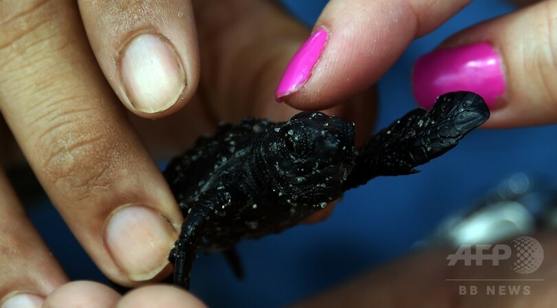 温暖化でウミガメの卵が「蒸し焼き」に、性比にも影響 パナマ