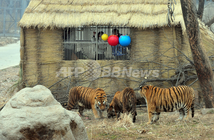 トラの群れの中で「度胸試し」生活、中国の若者3人