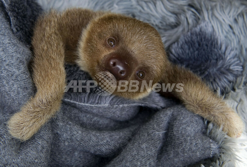ナマケモノの保護施設、南米コロンビア