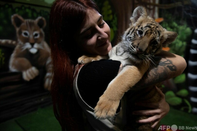 ベンガルトラの赤ちゃん誕生、飼育下ですくすく成長 スペイン
