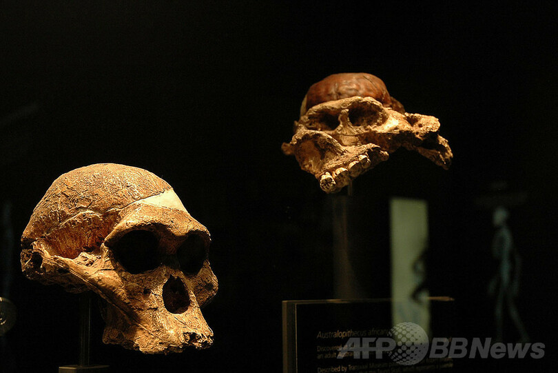 「リトルフット」は人類の祖先かもしれない、新たな年代推定