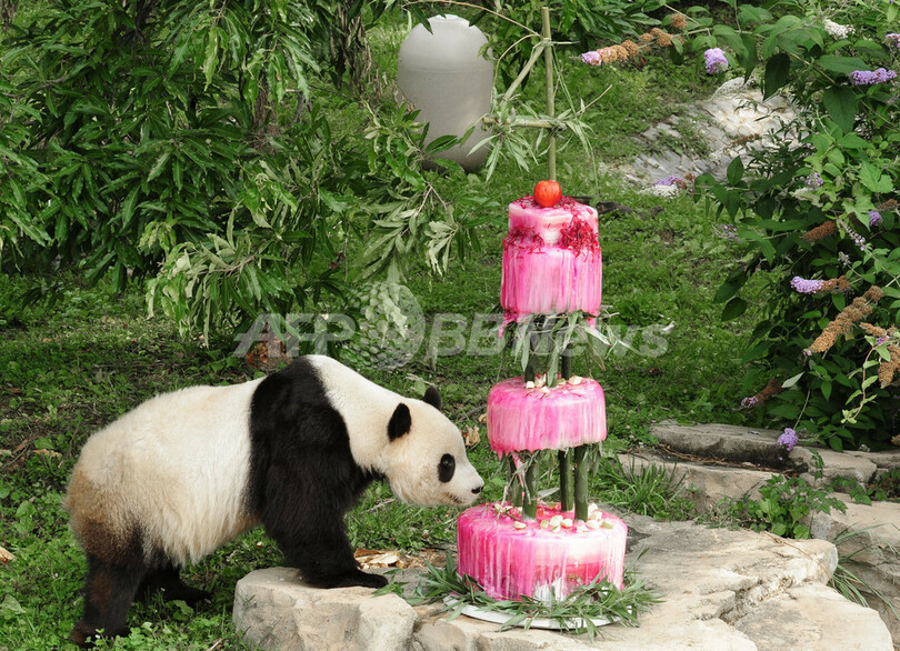 特製ケーキに舌鼓、パンダのタイシャン4歳に
