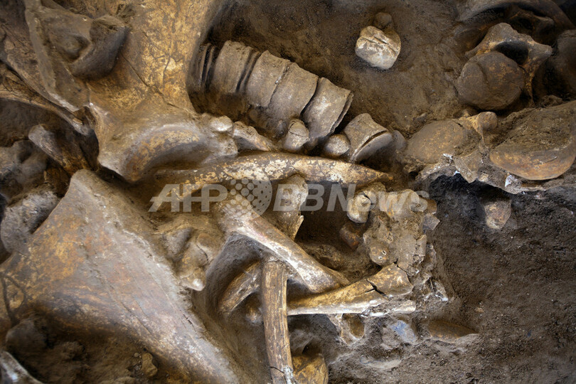 ほぼ完全なマンモスの骨格、仏パリ近郊で発掘