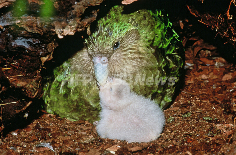 絶滅の危機にひんする飛べないオウム フクロウオウム 写真5枚 国際ニュース Afpbb News 絶滅の危機にひんする飛べないオウム フクロウオウム 写真5枚 国際ニュース Afpbb News