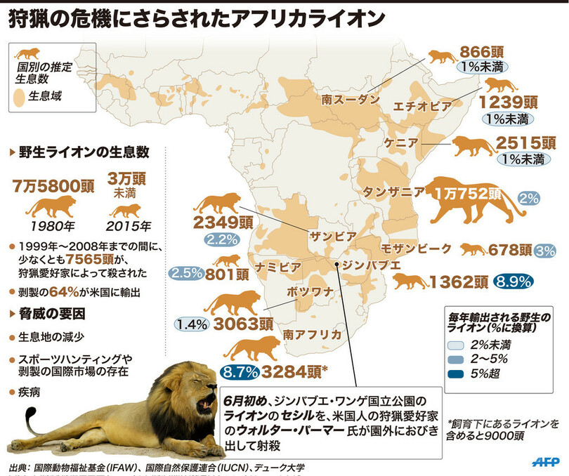 図解 狩猟の危機にさらされたアフリカライオン 写真1枚 国際ニュース Afpbb News