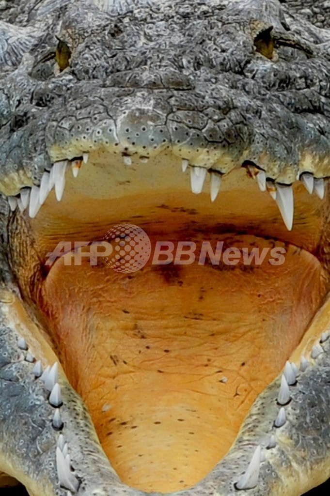 聖なるワニ に暴力振るって禁固2年 バングラデシュ 写真1枚 国際ニュース Afpbb News