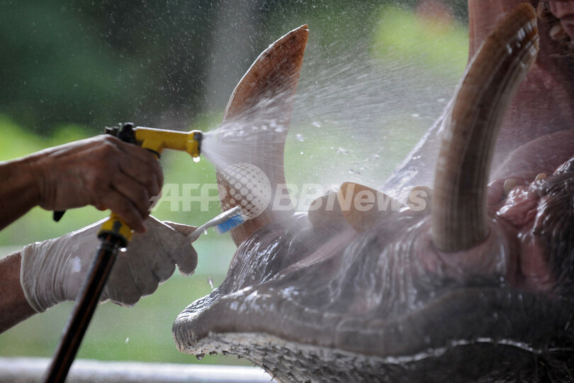 はい、お口開けて～ 動物の歯医者さんカバを診る