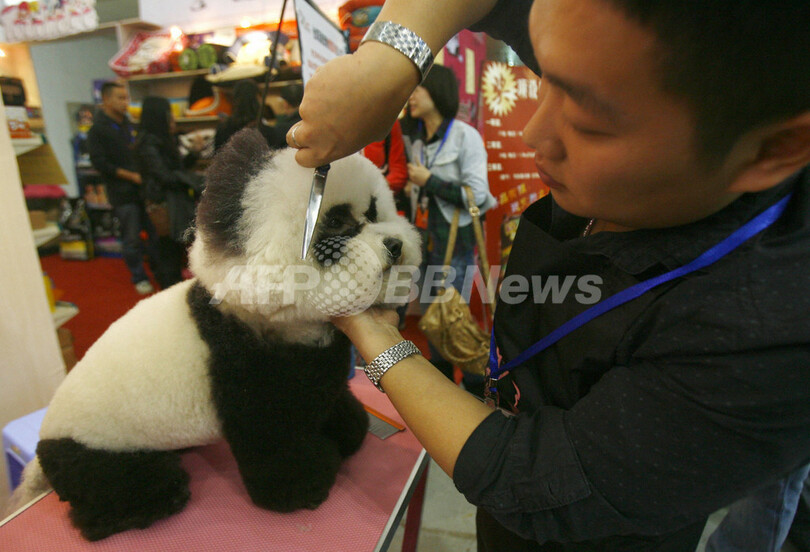 パンダ？ではなくて犬、急成長の中国ペット美容業界