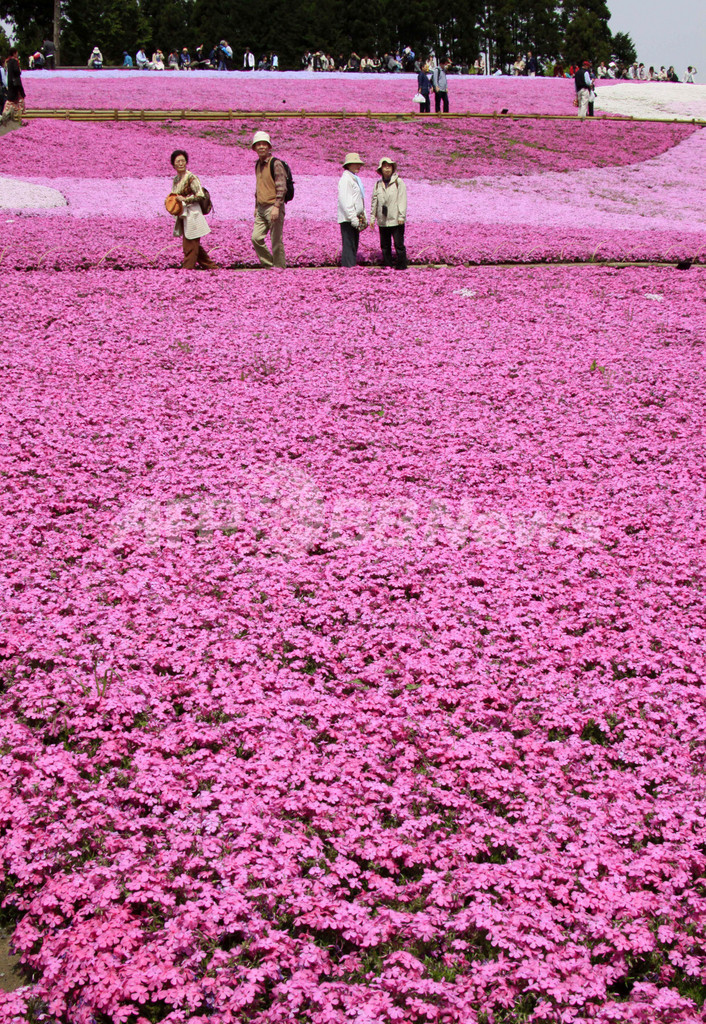 犬もエンジョイ、ピンクの花のパッチワーク 秩父