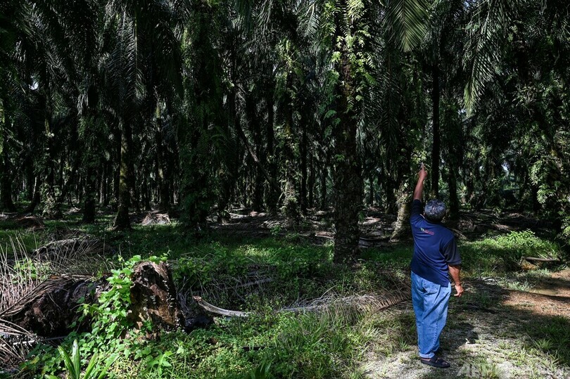 外国人労働者不足で収穫減 マレーシアのアブラヤシ農園