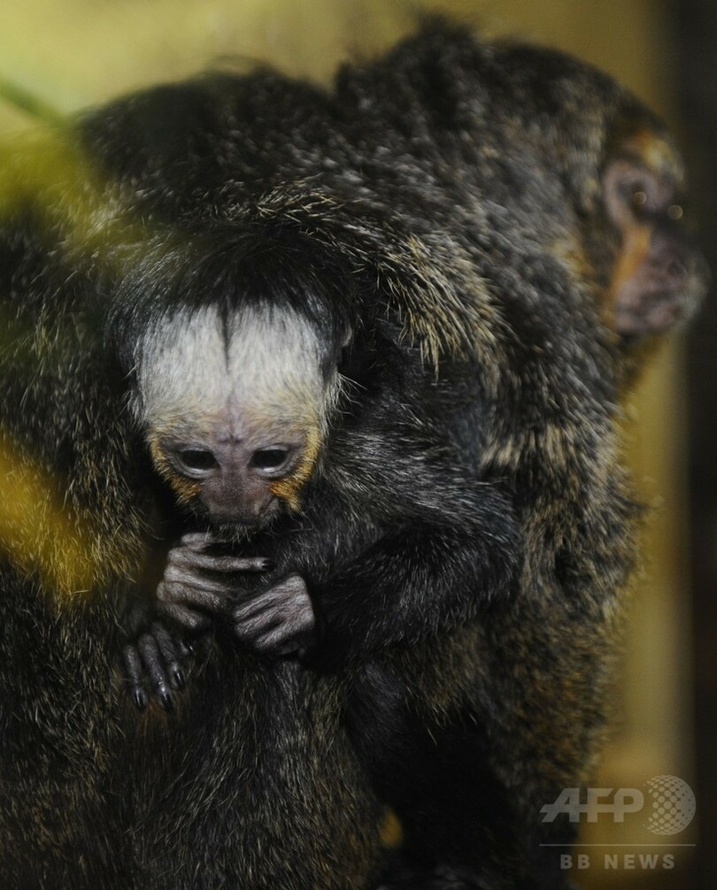 動物園は出産ブーム、バクなどの赤ちゃん フランス