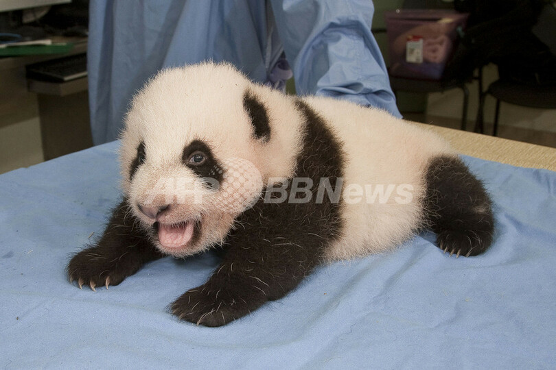 生後9週間のパンダの赤ちゃん、名前募集中 米サンディエゴ動物園