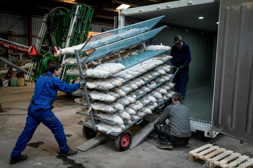 デンマーク農相、引責辞任 コロナ変異でのミンク殺処分問題