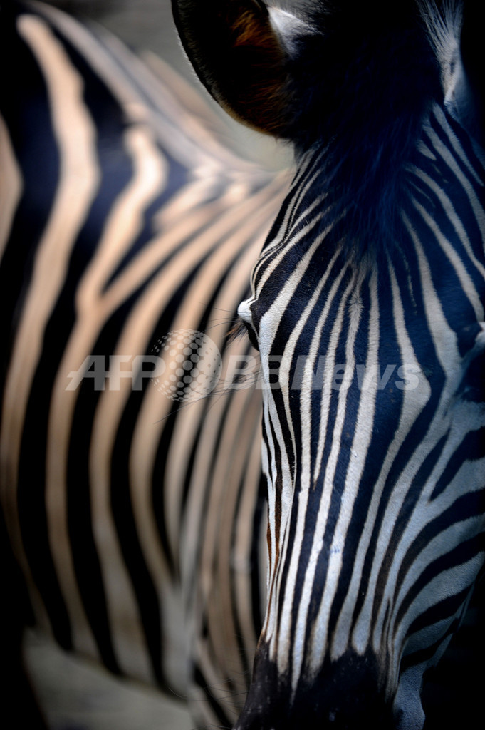 今年だけで21頭死亡、ダッカ動物園 飼育員の無能が原因