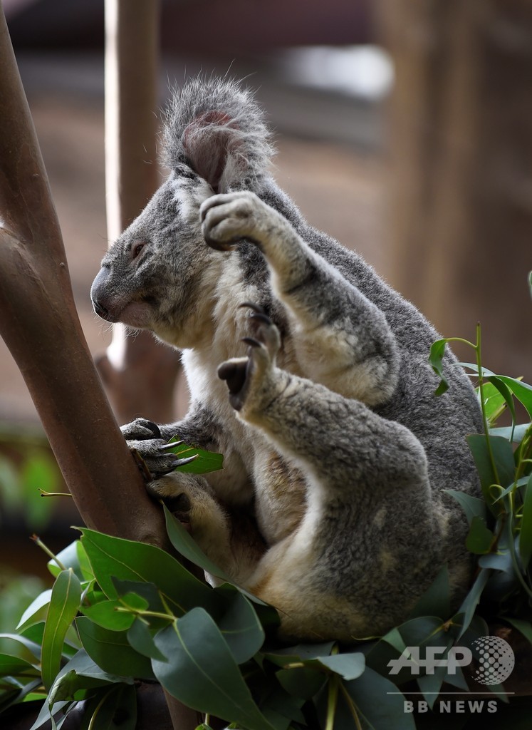 ベルギーの動物園でコアラの死相次ぐ 1か月で2匹 写真1枚 国際ニュース Afpbb News ベルギーの動物園でコアラの死相次ぐ 1か月で2匹 写真1枚 国際ニュース Afpbb News