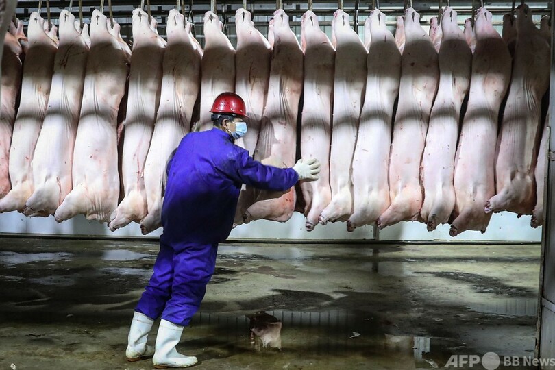 春節に向け供給確保、豚肉加工中 中国