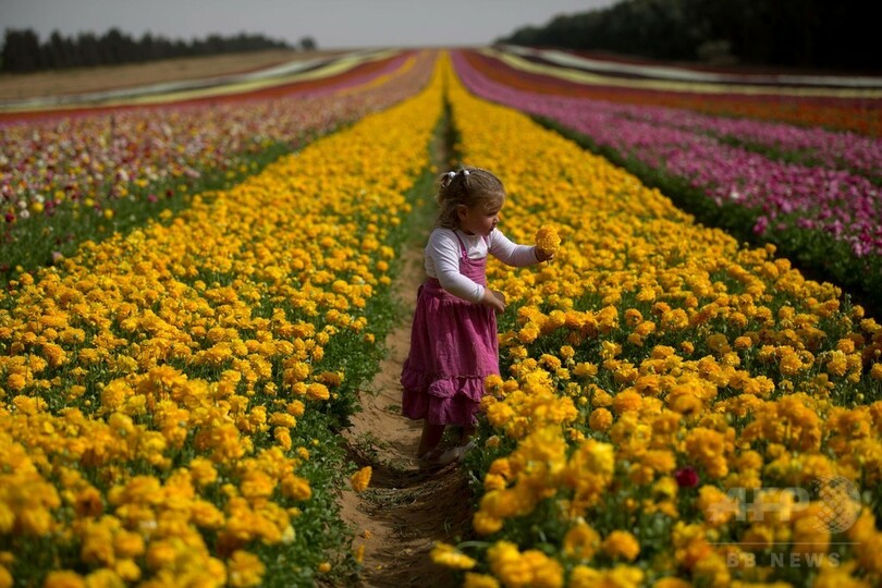 ラナンキュラスの花を摘む子どもたち、イスラエル