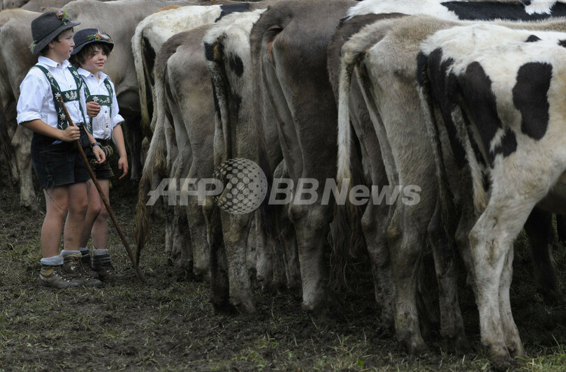 ドイツに秋の訪れ、牛が山から里帰り