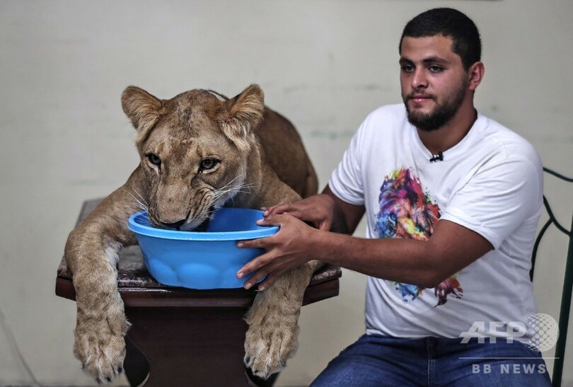 サーカス閉鎖なら自宅の居間で！ エジプトの猛獣使い、ライオン調教を生配信