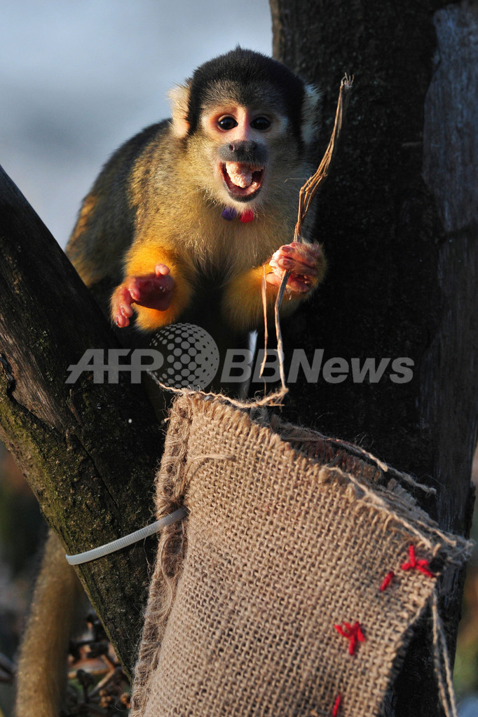 ちょっと早めのクリスマス、英ロンドン動物園