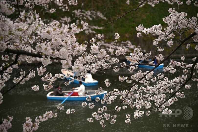 満開の桜と東京タワー、東京・千鳥ヶ淵