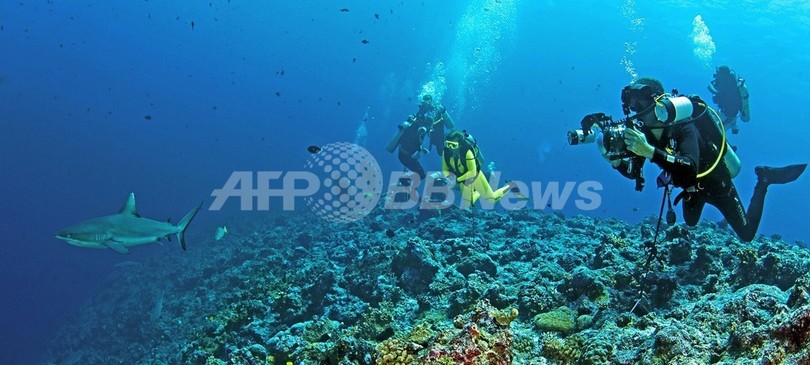 サメの乱獲でサンゴ礁破壊が深刻化、豪研究 サメの乱獲でサンゴ礁破壊が深刻化、豪研究