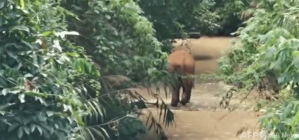 群れから離れたアジアゾウ、生息地に戻される 各生理的指標は正常 写真2枚 国際ニュース：AFPBB News
