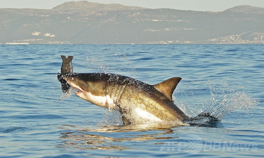 米西海岸沖のホホジロザメ 個体数増加で絶滅の危機なし 写真1枚 国際ニュース Afpbb News