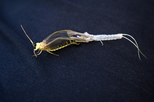 花咲くティサ川」東欧カゲロウの風物詩 写真9枚 国際ニュース：AFPBB News