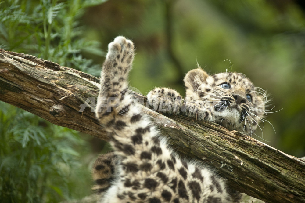 赤ちゃんヒョウ、初めての外の世界に興味津々 写真11枚 国際ニュース