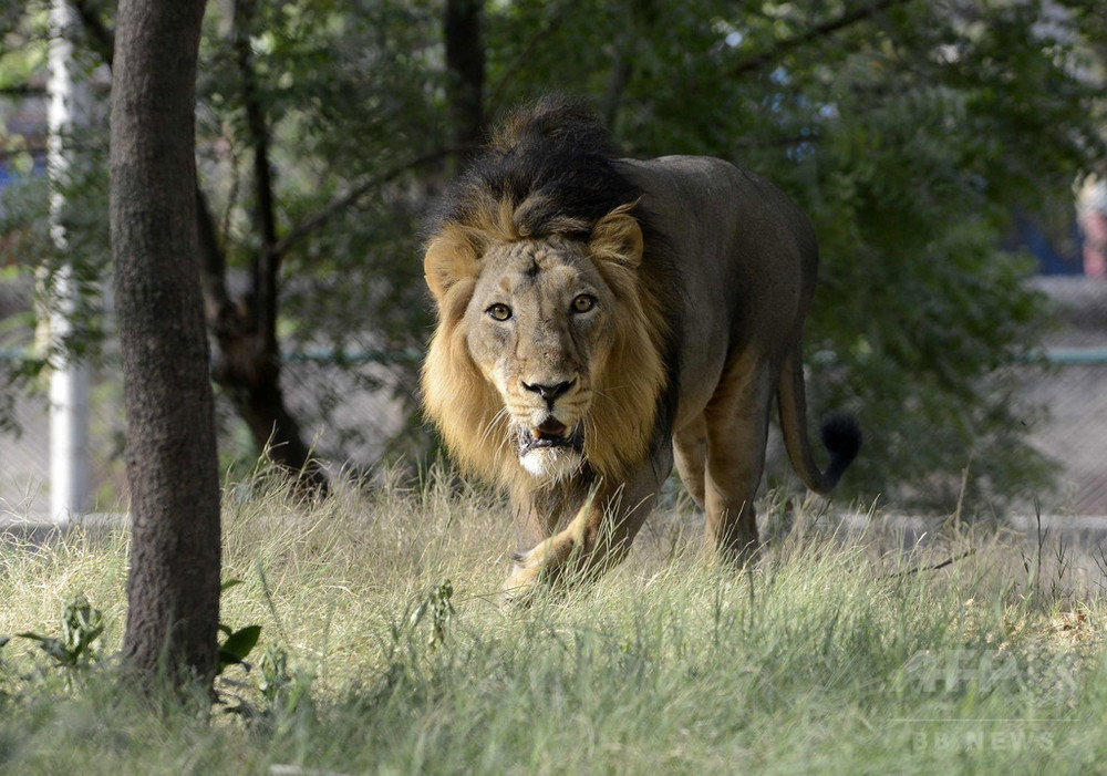 インド西部で人食いライオン出没 7人死傷 ふんから毛髪 写真1枚 国際ニュース Afpbb News