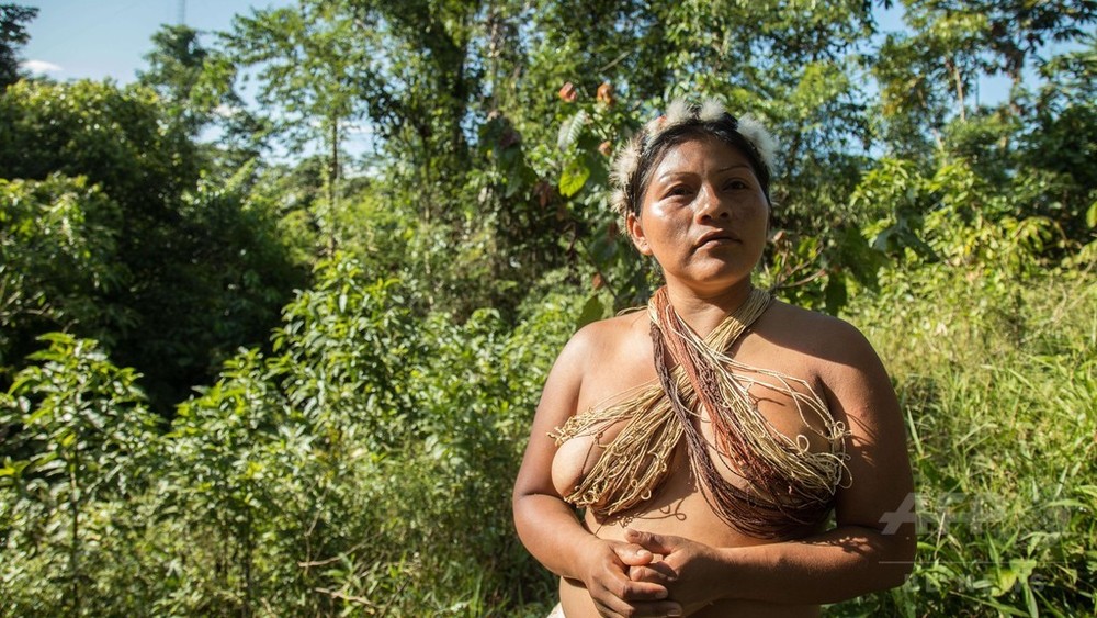 カカオ栽培・ピラルク保護・自治政府 環境守るアマゾン先住民 写真24枚