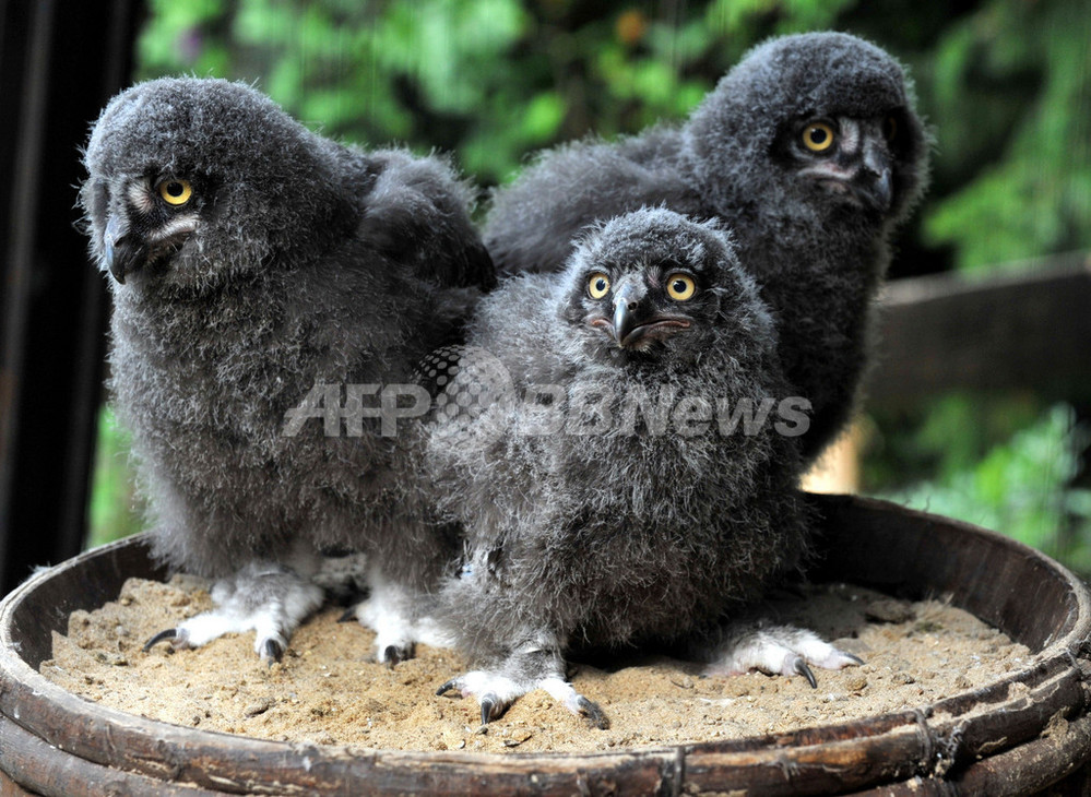 今はまだ黒いけど・・・、シロフクロウの赤ちゃん ドイツ 写真1枚 国際