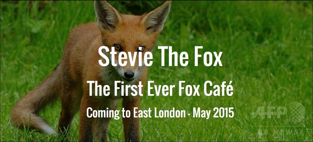 今度はキツネカフェ、「人との和解」掲げオープン 英ロンドン