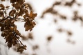 英ロンドン東部で、褐色になった木の葉（2022年8月23日撮影）。(c)Ben Stansall / AFP
