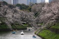 東京都千代田区の千鳥ケ淵で、桜の下でボートに乗る人々（2024年4月4日撮影）。(c)Kazuhiro NOGI / AFP