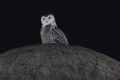 フクロウ（2022年1月12日撮影、資料写真）。(c) Anna Moneymaker / GETTY IMAGES NORTH AMERICA / Getty Images via AFP