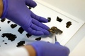 死海文書の断片を取り扱うイスラエル考古学庁職員。エルサレムで（2020年6月2日撮影）。(c)MENAHEM KAHANA / AFP