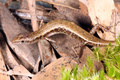 オーストラリア北東部ヨーク岬半島（Cape York Peninsula）のメルビル岬（Cape Melville）山岳地帯の岩場で撮影された新種のトカゲ、ケープメルビル・シェードスキンク（Cape Melville Shade Skink、2013年10月28日提供）。(c)AFP/JAMES COOK UNIVERSITY QUEENSLAND/CONRAD HOSKIN