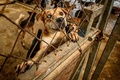 タイ・バンコクの郊外にある野良犬の保護施設に収容された犬（2020年4月6日撮影）。(c)Mladen ANTONOV / AFP