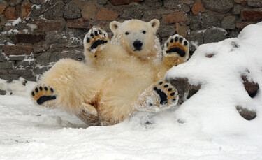 シロクマが「肥満」でも健康な理由、国際研究 写真1枚 国際ニュース