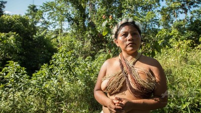 カカオ栽培・ピラルク保護・自治政府 環境守るアマゾン先住民 写真24枚