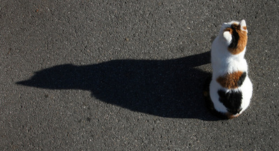 ネコの墓参り、亡き飼い主に毎日「お供え」 イタリア