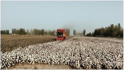 綿収穫後半戦に 機械が収穫を後押し 新疆・ブグル県 