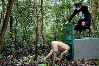 極めて珍しいアルビノのオランウータン、森に帰る インドネシア