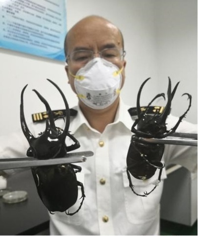 国際郵便物の中から生きているカブトムシ 発送元は日本、成都税関で発見